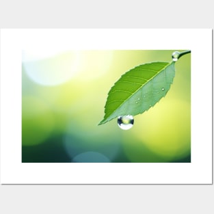 Leaf Water Drop Nature Serene Tranquil Posters and Art